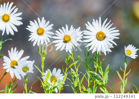 Chamomile flowers grow in a summer garden, natural background Chamomile flowers grow in a summer garden, natural background 112249141