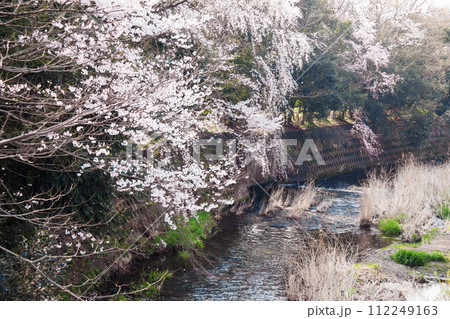 川沿いに咲く桜 112249163