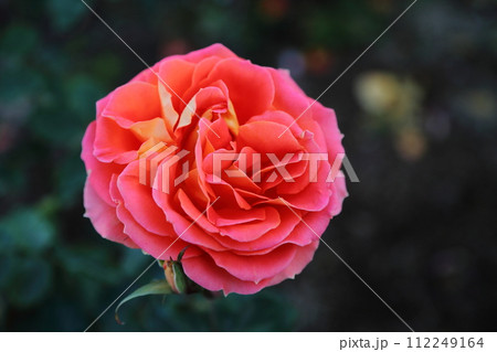 荒尾市　おもやい市民花壇　バラの花、 112249164