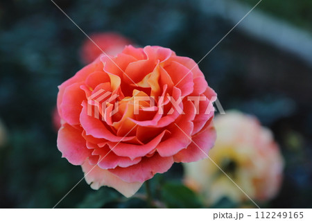 荒尾市　おもやい市民花壇　バラの花、 112249165