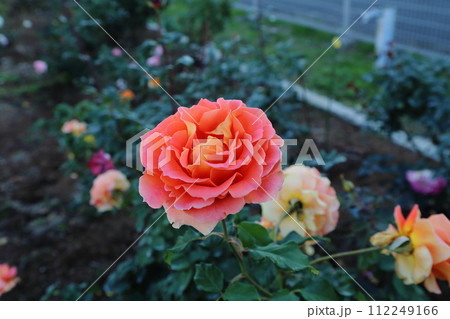 荒尾市　おもやい市民花壇　バラの花、 112249166