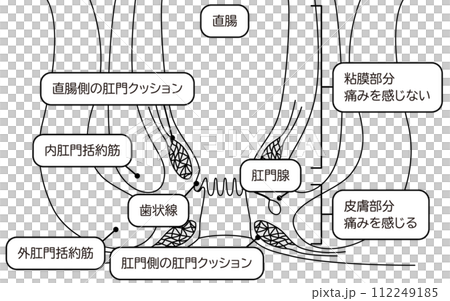 Human body Rectum and anus area Illustrated illustration, cross-sectional view Human body Rectum and anus area Illustrated illustration, cross-sectional view 112249185
