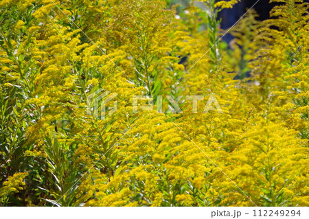 セイタカアワダチソウ 112249294