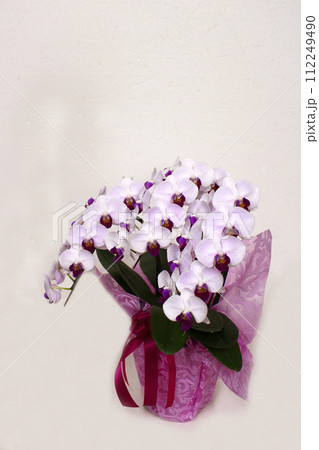 白い蘭の花　ミディ 112249490