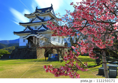 【愛媛県】晴天の宇和島城と満開の薄紅寒桜 112250171
