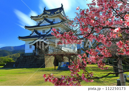 【愛媛県】晴天の宇和島城と満開の薄紅寒桜 112250173