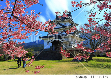 【愛媛県】晴天の宇和島城と満開の薄紅寒桜 112250175