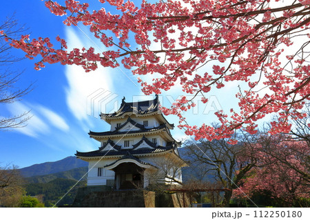 【愛媛県】晴天の宇和島城と満開の薄紅寒桜 【愛媛県】晴天の宇和島城と満開の薄紅寒桜 112250180