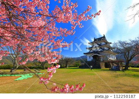 【愛媛県】晴天の宇和島城と満開の薄紅寒桜 112250187