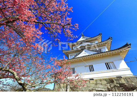 【愛媛県】晴天の宇和島城と満開の薄紅寒桜 112250191