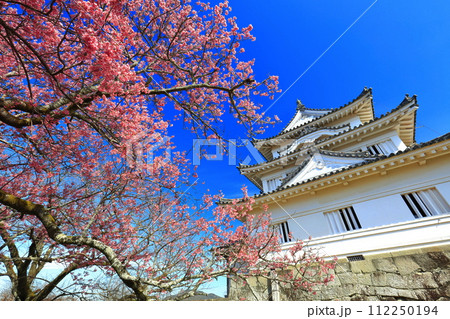 【愛媛県】晴天の宇和島城と満開の薄紅寒桜 112250194