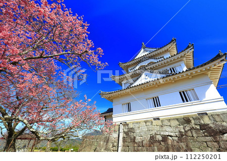 【愛媛県】晴天の宇和島城と満開の薄紅寒桜 112250201