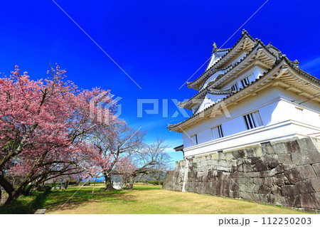 【愛媛県】晴天の宇和島城と満開の薄紅寒桜 112250203