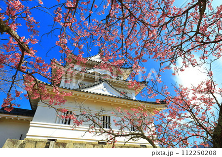 【愛媛県】晴天の宇和島城と満開の薄紅寒桜 112250208