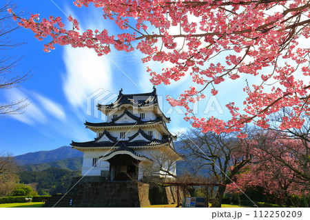 【愛媛県】晴天の宇和島城と満開の薄紅寒桜 112250209