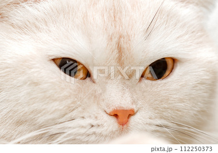 Cat white muzzle close-up with mustache and pink nose, selective focus 112250373