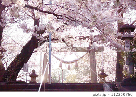 満開の桜と神社の鳥居（ノスタルジックな雰囲気） 112250766