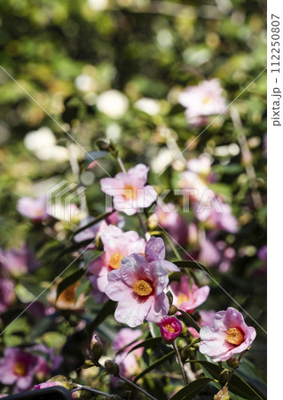 城南宮（京都市）の古典椿「有楽」 112250807