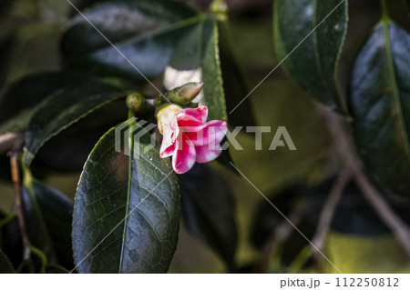 城南宮(京都市)の古典椿「胡蝶侘助」 城南宮(京都市)の古典椿「胡蝶侘助」 112250812