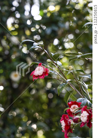 城南宮(京都市)の古典椿「月光」 城南宮(京都市)の古典椿「月光」 112250815