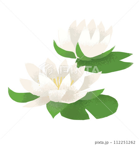 水彩風のスイレンのイラスト 112251262