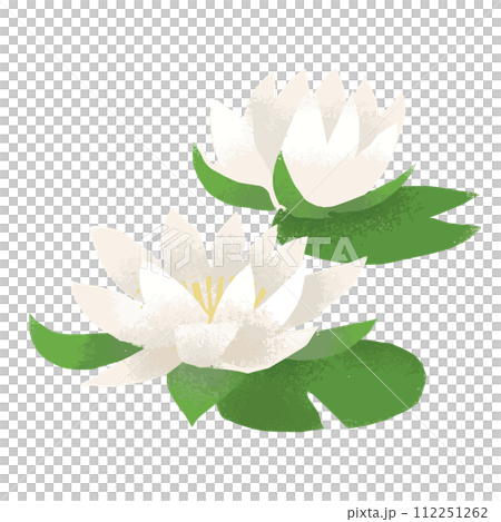 水彩風のスイレンのイラスト 112251262