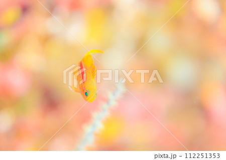 赤い筋を通す 112251353