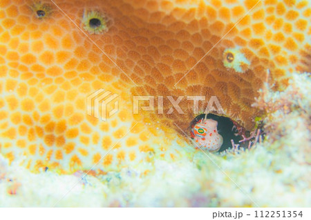 ステイホーム 112251354