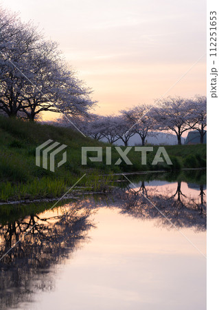 朝の草場川の桜並木（福岡県朝倉郡筑前町） 112251653