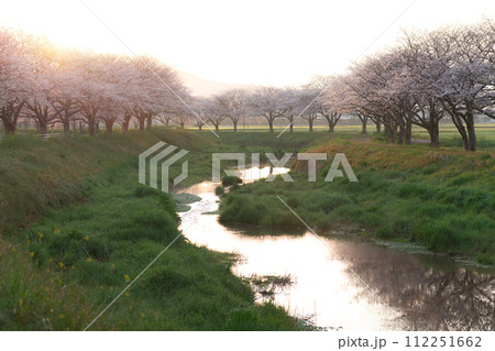 朝の草場川の桜並木(福岡県朝倉郡筑前町) 朝の草場川の桜並木(福岡県朝倉郡筑前町) 112251662