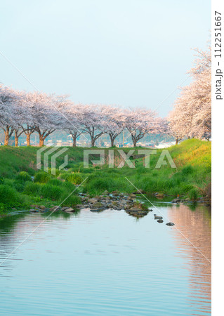 朝の草場川の桜並木（福岡県朝倉郡筑前町） 112251667