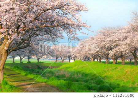 朝の草場川の桜並木（福岡県朝倉郡筑前町） 112251680