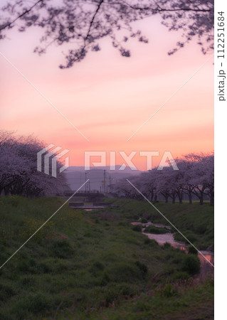 朝の草場川の桜並木（福岡県朝倉郡筑前町） 112251684