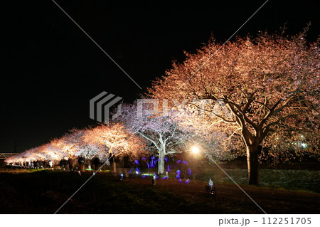 八千代新川千本桜 八千代新川千本桜 112251705