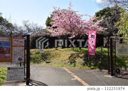 神奈川県　小田原フラワーガーデン渓流の梅園入口（諏訪の原公園側）と満開の河津桜 112251974