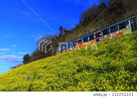 【愛媛県】快晴下の閏住の菜の花畑と列車 112252221