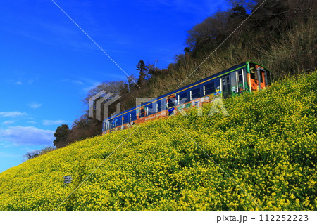 【愛媛県】快晴下の閏住の菜の花畑と列車 112252223