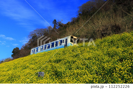 【愛媛県】快晴下の閏住の菜の花畑と列車 112252226