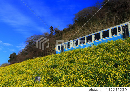【愛媛県】快晴下の閏住の菜の花畑と列車 【愛媛県】快晴下の閏住の菜の花畑と列車 112252230