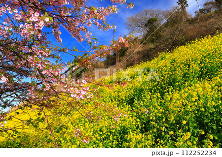 【愛媛県】快晴下の閏住の菜の花畑と河津桜 112252234