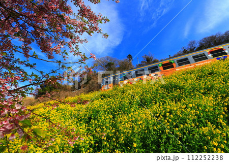 【愛媛県】閏住の菜の花畑と河津桜と列車 【愛媛県】閏住の菜の花畑と河津桜と列車 112252238