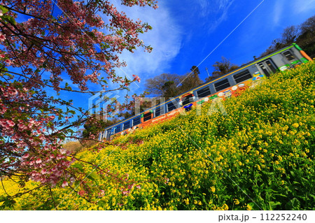 【愛媛県】閏住の菜の花畑と河津桜と列車 112252240