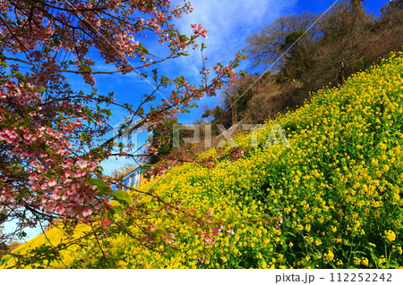 【愛媛県】快晴下の閏住の菜の花畑と河津桜 112252242
