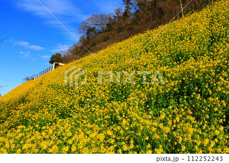 【愛媛県】快晴下の閏住の菜の花畑 112252243