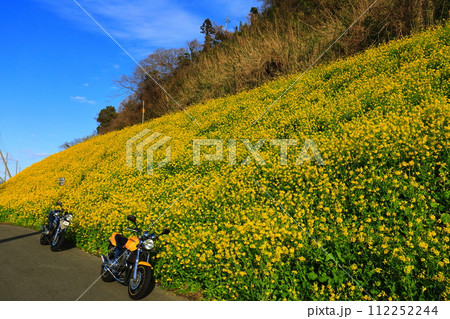 【愛媛県】快晴下の閏住の菜の花畑とバイク 112252244
