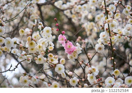 白い花の中にポツンとピンク色の花が咲いた梅 112252584