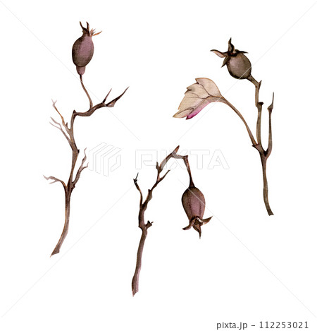 Hand drawn watercolor illustration shabby boho botanical berries leaves. Rose hip dogrose stem branch twig. Single object isolated on white background. Design wedding stationery, cards, tea, menu Hand drawn watercolor illustration shabby boho botanical berries leaves. Rose hip dogrose stem branch twig. Single object isolated on white background. Design wedding stationery, cards, tea, menu 112253021