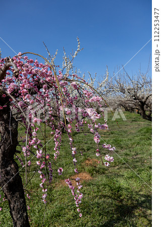 箕郷梅林のしだれ梅　群馬県 112253477