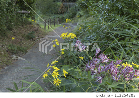 秋の花、ホトトギスとツワブキの花風景-2 112254205