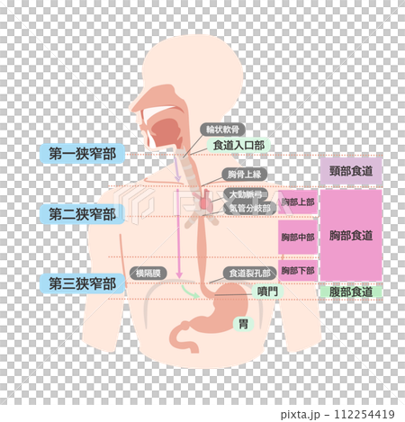 Explanatory color illustration with text of the structure of the esophagus 112254419